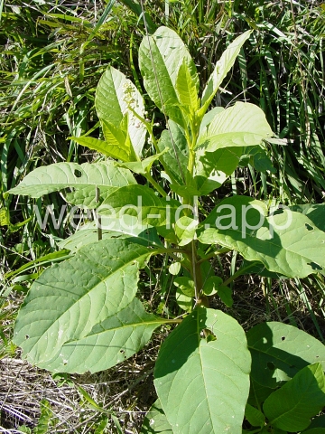 pokeweed, common